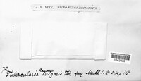Tubercularia vulgaris image